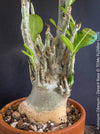 Adenium Obesum - Desert Rose - Bonsai - Bonsai tree, Bonsai Bäumchen, Zimmerpflanze, indoor plant, easy care plant, succulent, Sukkulent, Wüsternrose, organically grown tropical caudex plants for sale at TOMs FLOWer CLUB.