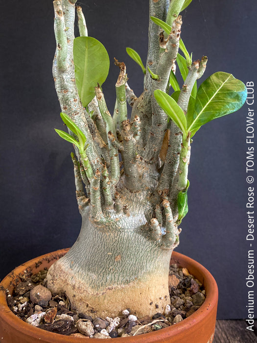 Adenium Obesum - Desert Rose - Bonsai - Bonsai tree, Bonsai Bäumchen, Zimmerpflanze, indoor plant, easy care plant, succulent, Sukkulent, Wüsternrose, organically grown tropical caudex plants for sale at TOMs FLOWer CLUB.