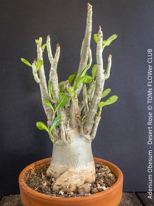 Adenium Obesum - Desert Rose - Bonsai - Bonsai tree, Bonsai Bäumchen, Zimmerpflanze, indoor plant, easy care plant, succulent, Sukkulent, Wüsternrose, organically grown tropical caudex plants for sale at TOMs FLOWer CLUB.