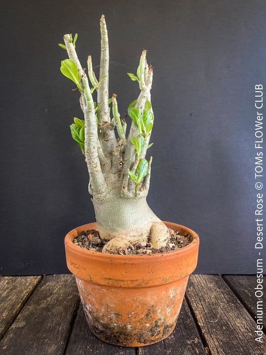 Adenium Obesum - Desert Rose - Bonsai - Bonsai tree, Bonsai Bäumchen, Zimmerpflanze, indoor plant, easy care plant, succulent, Sukkulent, Wüsternrose, organically grown tropical caudex plants for sale at TOMs FLOWer CLUB.