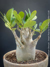 Adenium Obesum - Desert Rose - Bonsai - Bonsai tree, Bonsai Bäumchen, Zimmerpflanze, indoor plant, easy care plant, succulent, Sukkulent, Wüsternrose, organically grown tropical caudex plants for sale at TOMs FLOWer CLUB.