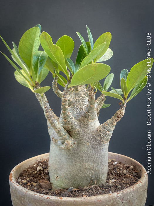 Adenium Obesum - Desert Rose - Bonsai - Bonsai tree, Bonsai Bäumchen, Zimmerpflanze, indoor plant, easy care plant, succulent, Sukkulent, Wüsternrose, organically grown tropical caudex plants for sale at TOMs FLOWer CLUB.