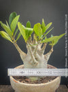 Adenium Obesum - Desert Rose - Bonsai - Bonsai tree, Bonsai Bäumchen, Zimmerpflanze, indoor plant, easy care plant, succulent, Sukkulent, Wüsternrose, organically grown tropical caudex plants for sale at TOMs FLOWer CLUB.