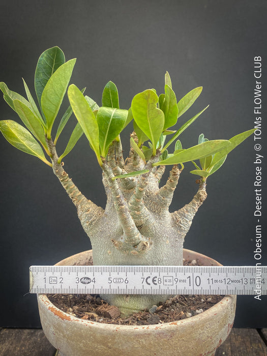 Adenium Obesum - Desert Rose - Bonsai - Bonsai tree, Bonsai Bäumchen, Zimmerpflanze, indoor plant, easy care plant, succulent, Sukkulent, Wüsternrose, organically grown tropical caudex plants for sale at TOMs FLOWer CLUB.
