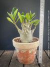 Adenium Obesum - Desert Rose - Bonsai - Bonsai tree, Bonsai Bäumchen, Zimmerpflanze, indoor plant, easy care plant, succulent, Sukkulent, Wüsternrose, organically grown tropical caudex plants for sale at TOMs FLOWer CLUB.