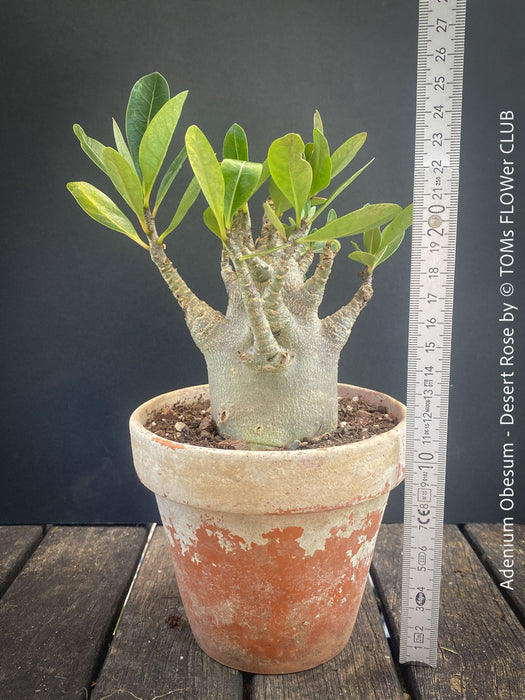 Adenium Obesum - Desert Rose - Bonsai - Bonsai tree, Bonsai Bäumchen, Zimmerpflanze, indoor plant, easy care plant, succulent, Sukkulent, Wüsternrose, organically grown tropical caudex plants for sale at TOMs FLOWer CLUB.