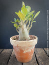 Adenium Obesum - Desert Rose - Bonsai - Bonsai tree, Bonsai Bäumchen, Zimmerpflanze, indoor plant, easy care plant, succulent, Sukkulent, Wüsternrose, organically grown tropical caudex plants for sale at TOMs FLOWer CLUB.