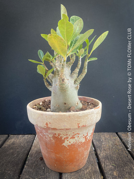 Adenium Obesum - Desert Rose - Bonsai - Bonsai tree, Bonsai Bäumchen, Zimmerpflanze, indoor plant, easy care plant, succulent, Sukkulent, Wüsternrose, organically grown tropical caudex plants for sale at TOMs FLOWer CLUB.