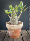 Adenium Obesum - Desert Rose - Bonsai - Bonsai tree, Bonsai Bäumchen, Zimmerpflanze, indoor plant, easy care plant, succulent, Sukkulent, Wüsternrose, organically grown tropical caudex plants for sale at TOMs FLOWer CLUB.