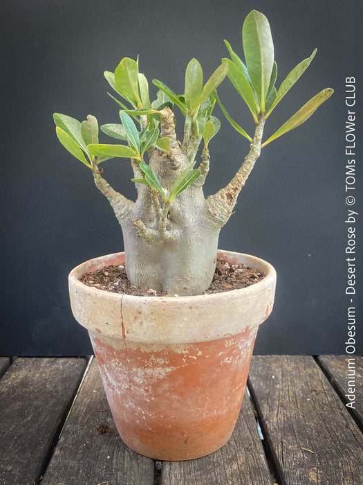 Adenium Obesum - Desert Rose - Bonsai - Bonsai tree, Bonsai Bäumchen, Zimmerpflanze, indoor plant, easy care plant, succulent, Sukkulent, Wüsternrose, organically grown tropical caudex plants for sale at TOMs FLOWer CLUB.