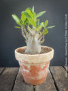 Adenium Obesum - Desert Rose - Bonsai - Bonsai tree, Bonsai Bäumchen, Zimmerpflanze, indoor plant, easy care plant, succulent, Sukkulent, Wüsternrose, organically grown tropical caudex plants for sale at TOMs FLOWer CLUB.