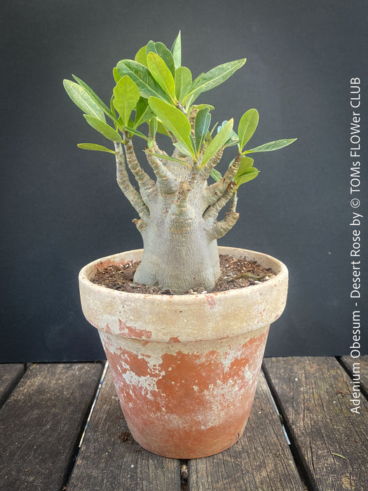 Adenium Obesum - Desert Rose - Bonsai - Bonsai tree, Bonsai Bäumchen, Zimmerpflanze, indoor plant, easy care plant, succulent, Sukkulent, Wüsternrose, organically grown tropical caudex plants for sale at TOMs FLOWer CLUB.