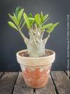 Adenium Obesum - Desert Rose - Bonsai - Bonsai tree, Bonsai Bäumchen, Zimmerpflanze, indoor plant, easy care plant, succulent, Sukkulent, Wüsternrose, organically grown tropical caudex plants for sale at TOMs FLOWer CLUB.