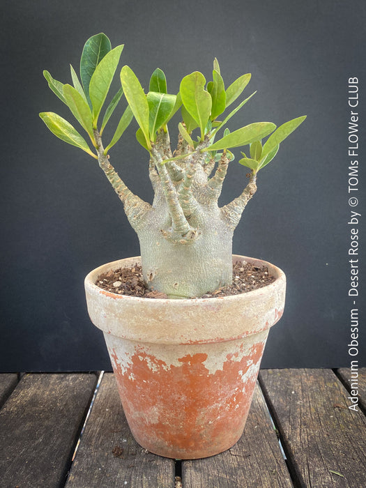 Adenium Obesum - Desert Rose - Bonsai - Bonsai tree, Bonsai Bäumchen, Zimmerpflanze, indoor plant, easy care plant, succulent, Sukkulent, Wüsternrose, organically grown tropical caudex plants for sale at TOMs FLOWer CLUB.