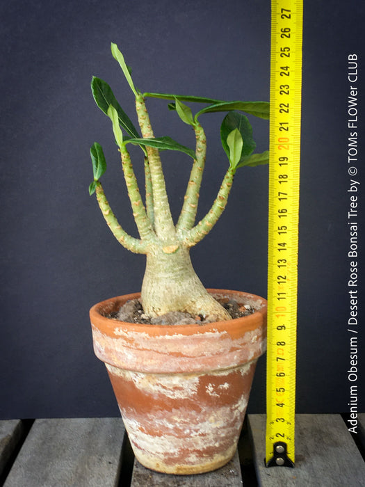 Adenium Obesum - Desert Rose - Bonsai - Bonsai tree, Bonsai Bäumchen, Zimmerpflanze, indoor plant, easy care plant, succulent, Sukkulent, Wüsternrose, organically grown tropical caudex plants for sale at TOMs FLOWer CLUB.