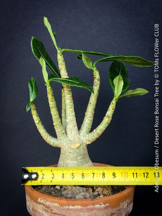 Adenium Obesum - Desert Rose - Bonsai - Bonsai tree, Bonsai Bäumchen, Zimmerpflanze, indoor plant, easy care plant, succulent, Sukkulent, Wüsternrose, organically grown tropical caudex plants for sale at TOMs FLOWer CLUB.