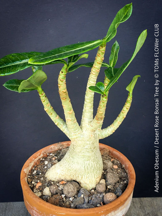 Adenium Obesum - Desert Rose - Bonsai - Bonsai tree, Bonsai Bäumchen, Zimmerpflanze, indoor plant, easy care plant, succulent, Sukkulent, Wüsternrose, organically grown tropical caudex plants for sale at TOMs FLOWer CLUB.