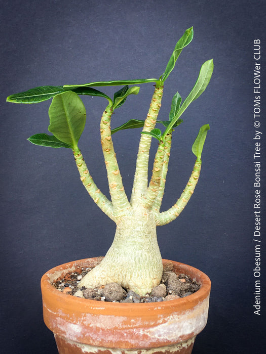Adenium Obesum - Desert Rose - Bonsai - Bonsai tree, Bonsai Bäumchen, Zimmerpflanze, indoor plant, easy care plant, succulent, Sukkulent, Wüsternrose, organically grown tropical caudex plants for sale at TOMs FLOWer CLUB.