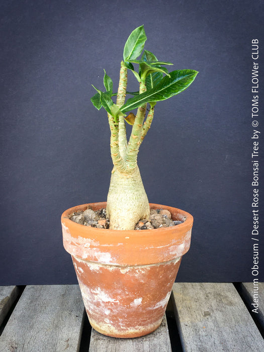 Adenium Obesum - Desert Rose - Bonsai - Bonsai tree, Bonsai Bäumchen, Zimmerpflanze, indoor plant, easy care plant, succulent, Sukkulent, Wüsternrose, organically grown tropical caudex plants for sale at TOMs FLOWer CLUB.
