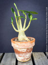 Adenium Obesum - Desert Rose - Bonsai - Bonsai tree, Bonsai Bäumchen, Zimmerpflanze, indoor plant, easy care plant, succulent, Sukkulent, Wüsternrose, organically grown tropical caudex plants for sale at TOMs FLOWer CLUB.
