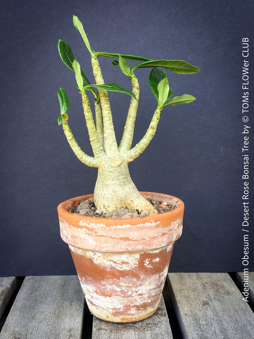 Adenium Obesum - Desert Rose - Bonsai - Bonsai tree, Bonsai Bäumchen, Zimmerpflanze, indoor plant, easy care plant, succulent, Sukkulent, Wüsternrose, organically grown tropical caudex plants for sale at TOMs FLOWer CLUB.