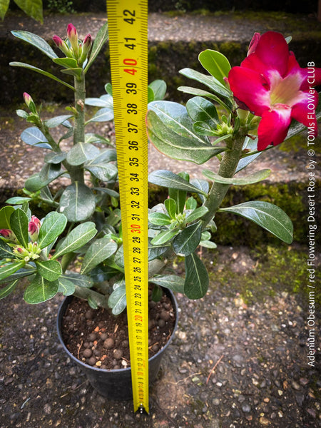 Adenium Obesum, red white flowering desert rose, organically grown succulent plants for sale at TOMs FLOWer CLUB