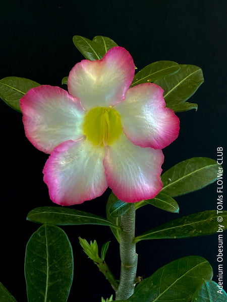 Adenium Obesum, pink white flowering desert rose, organically grown succulent plants for sale at TOMs FLOWer CLUB