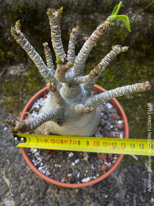 Adenium Obesum - Desert Rose - Bonsai - Bonsai tree, Bonsai Bäumchen, Zimmerpflanze, indoor plant, easy care plant, succulent, Sukkulent, Wüsternrose, organically grown tropical caudex plants for sale at TOMs FLOWer CLUB.