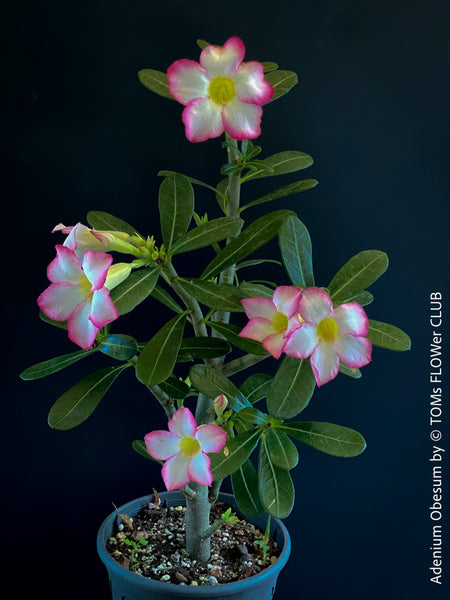 Adenium Obesum, pink white flowering desert rose, organically grown succulent plants for sale at TOMs FLOWer CLUB