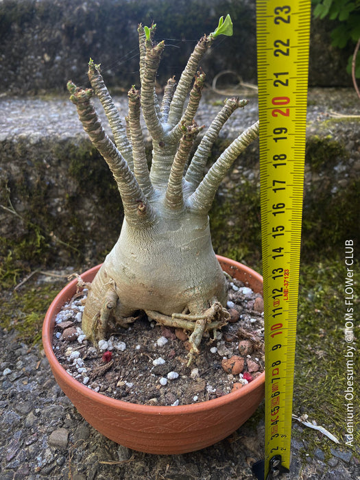 Adenium Obesum - Desert Rose - Bonsai - Bonsai tree, Bonsai Bäumchen, Zimmerpflanze, indoor plant, easy care plant, succulent, Sukkulent, Wüsternrose, organically grown tropical caudex plants for sale at TOMs FLOWer CLUB.