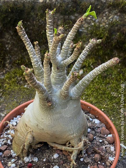 Adenium Obesum - Desert Rose - Bonsai - Bonsai tree, Bonsai Bäumchen, Zimmerpflanze, indoor plant, easy care plant, succulent, Sukkulent, Wüsternrose, organically grown tropical caudex plants for sale at TOMs FLOWer CLUB.