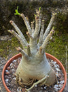 Adenium Obesum - Desert Rose - Bonsai - Bonsai tree, Bonsai Bäumchen, Zimmerpflanze, indoor plant, easy care plant, succulent, Sukkulent, Wüsternrose, organically grown tropical caudex plants for sale at TOMs FLOWer CLUB.