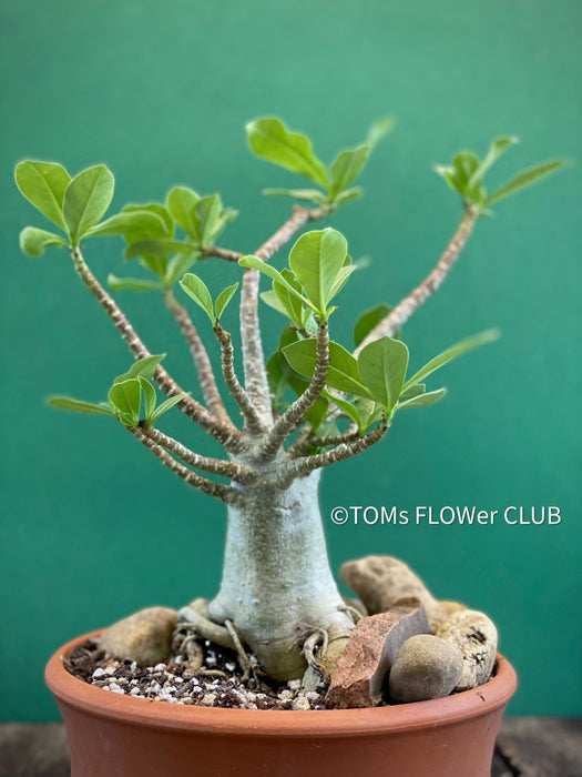 Adenium Obesum - Desert Rose - Bonsai - Bonsai tree, Bonsai Bäumchen, Zimmerpflanze, indoor plant, easy care plant, succulent, Sukkulent, Wüsternrose, organically grown tropical caudex plants for sale at TOMs FLOWer CLUB.