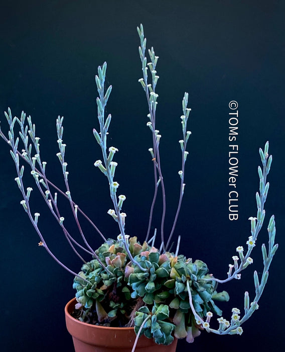 key lime succulent plant Adromischus cristatus | organically grown succulent plants