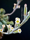 Adromischus cristatus, Key Lime Pie, Crinkle Leaf Plant, South African succulent, organically grown succulent plants for sale at TOMs FLOWer CLUB.