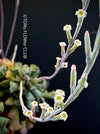 Adromischus cristatus, Key Lime Pie, Crinkle Leaf Plant, South African succulent, organically grown succulent plants for sale at TOMs FLOWer CLUB.