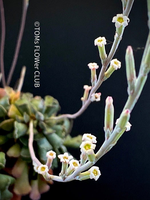 Adromischus cristatus, Key Lime Pie, Crinkle Leaf Plant, South African succulent, organically grown succulent plants for sale at TOMs FLOWer CLUB.