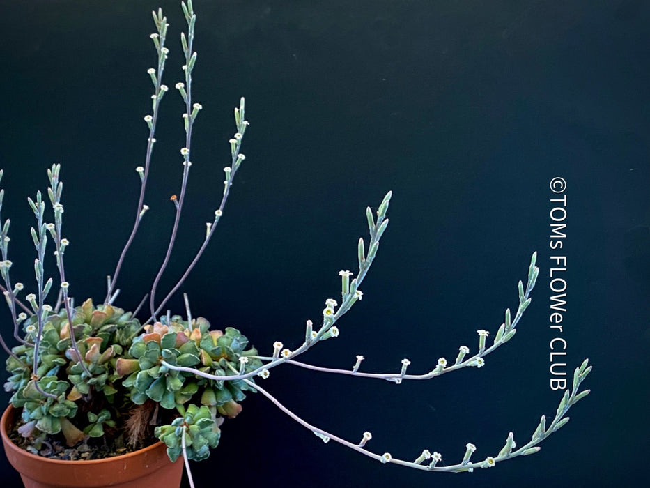 Adromischus cristatus, Key Lime Pie, Crinkle Leaf Plant, South African succulent, organically grown succulent plants for sale at TOMs FLOWer CLUB.