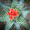 Bromelia Aechmea Amina, organically grown tropical plants for sale at TOMs FLOWer CLUB.