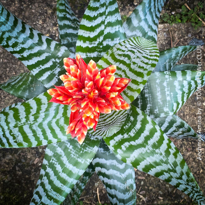 Bromelia Aechmea Amina, organically grown tropical plants for sale at TOMs FLOWer CLUB.