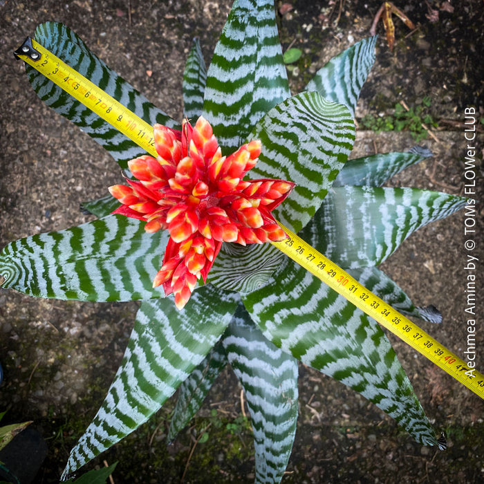 Bromelia Aechmea Amina, organically grown tropical plants for sale at TOMs FLOWer CLUB.