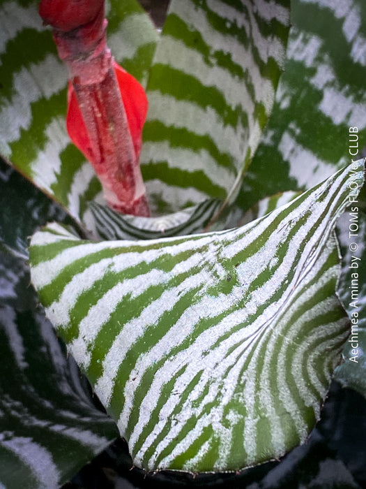 Bromelia Aechmea Amina, organically grown tropical plants for sale at TOMs FLOWer CLUB.