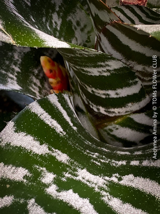 Bromelia Aechmea Amina, organically grown tropical plants for sale at TOMs FLOWer CLUB.