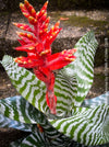 Bromelia Aechmea Amina, Aechmea chantinii, organically grown tropical plants for sale at TOMs FLOWer CLUB.