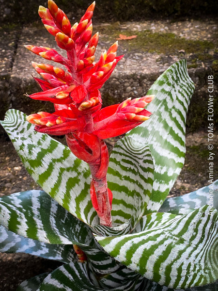 Bromelia Aechmea Amina, Aechmea chantinii, organically grown tropical plants for sale at TOMs FLOWer CLUB.