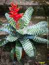 Bromelia Aechmea Amina, organically grown tropical plants for sale at TOMs FLOWer CLUB.