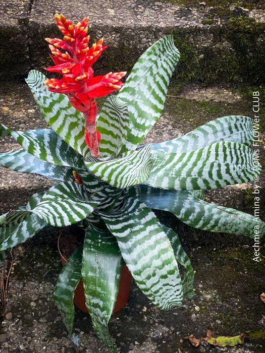 Bromelia Aechmea Amina, organically grown tropical plants for sale at TOMs FLOWer CLUB.