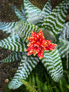 Bromelia Aechmea Amina, Aechmea chantinii, organically grown tropical plants for sale at TOMs FLOWer CLUB.