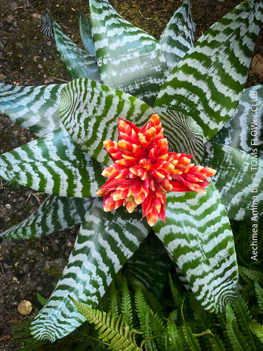 Bromelia Aechmea Amina, Aechmea chantinii, organically grown tropical plants for sale at TOMs FLOWer CLUB.
