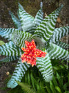 Bromelia Aechmea Amina, organically grown tropical plants for sale at TOMs FLOWer CLUB.